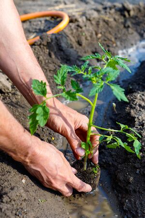 Man farmer planting tomato seedlings in garden outdoors. Strong hands close upの写真素材