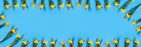 Set of beautiful yellow daffodils lie on a blue background. Flat lay Top view with copy space for ...