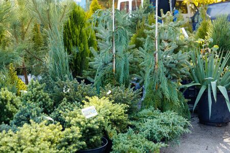 Many black pots with soil and seedlings of coniferous trees  at market stall.  Fair outdoor.の写真素材
