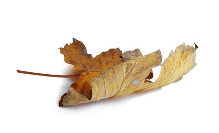 Autumn maple branch with leaves  isolated on white backgroundの写真素材
