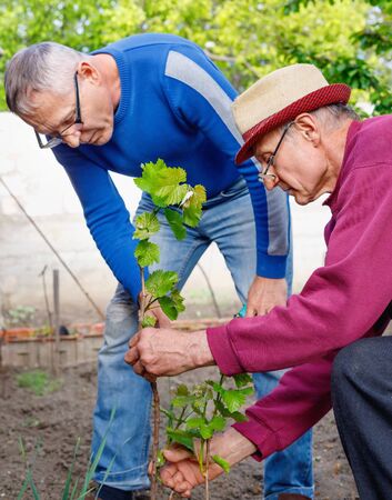 Diligent serious positive  farmer shows another adult gardener caring for young grape bushの写真素材