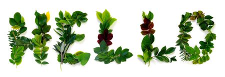 Pattern of various green leaves on  white isolated background. Lettering from the foliage Hello...