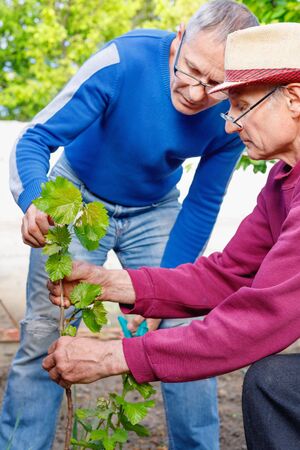 Diligent positive elderly farmer shows another adult gardener caring for young grape bushの写真素材