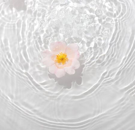 Greeting card with beautiful rose petals macro with drop floating on surface of the water close up. It can be used as background.

Flat lay, top view, copy space concept.の写真素材