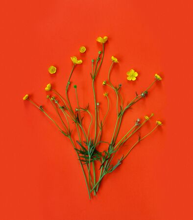 Beautiful delicate postcard with pattern of yellow buttercup flowers for holiday greeting or invitation.
Flat lay, top view, copy space concept. Creative red trending background.の写真素材