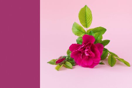 Beautiful pink rose with green foliage  and place for your text on delicate paper background. 
 Birthday Greeting Card. Wedding invitation card.の写真素材