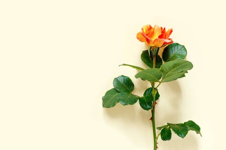 Beautiful orange rose on  delicate yellow paper background.
Flat lay, top view, copy space creative.の写真素材