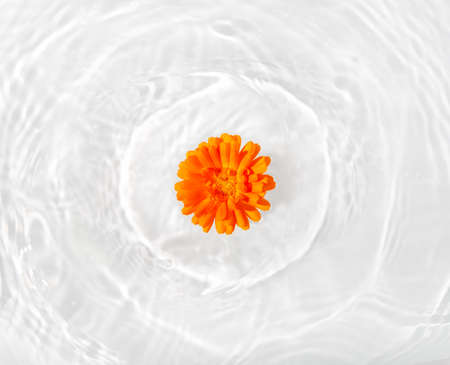 Beautiful marigold petals macro with drop floating on surface of the water close up. It can be used...