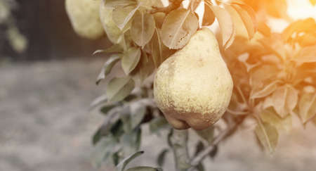 Fresh ripe quince fruits on branch, against background of trees and foliageの写真素材