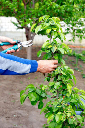 Diligent farmer man pruning trees in garden outdoors. Strong worker hands close upの写真素材