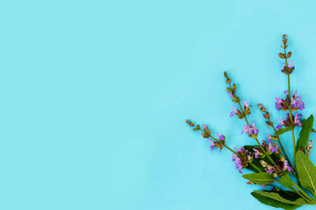 Greeting card with garden sage flowers on delicate blue background. Flat lay, top view, copy space concept.の写真素材