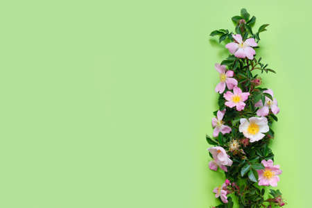 Beautiful rosehip branch on delicate green background. Flat lay, top view, copy space concept.の写真素材