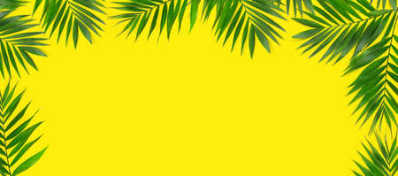 Green plants summer concept template for your text or design on yellow paper background. Flat lay Top view with copy space.の写真素材