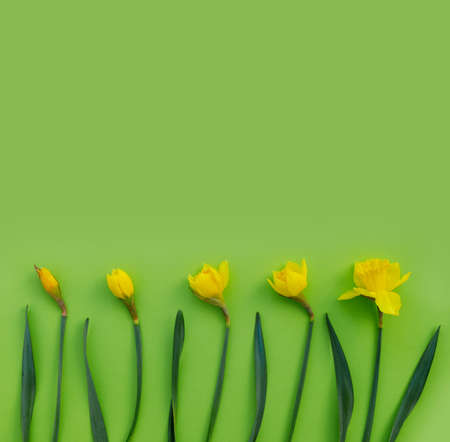 Flowers composition. Pattern made of yellow narcissus with leaves on green paper background. Flat...