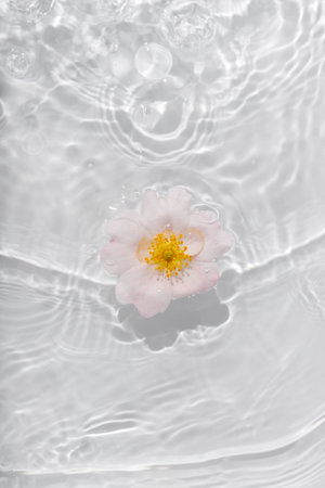 Greeting card with beautiful rose petals macro with drop floating on surface of the water close up. It can be used as background. Flat lay, top view, copy space concept.の写真素材