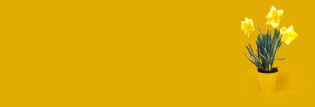 Beautiful holiday card with yellow daffodils on paper background. Banner with copy space for your text.の写真素材