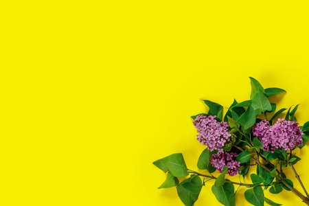 Creative layout made with lilacs flowers. Yellow minimal nature love background. Flat lay creative...