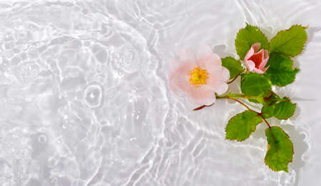 Beautiful rose petals macro with drop floating on surface of the water close up. Flat lay, top view,...