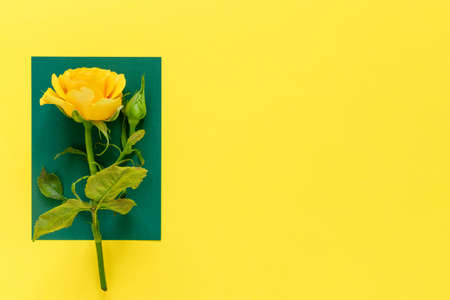 Floral arrangement, web banner with yellow roses, and leaves on table background. Minimalistic concept for the spring holidays. Flat lay, top view, copy space concept.の写真素材