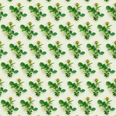 Flowers valentine day composition. Frame made of pink rose on green background. Flat lay, top view,...