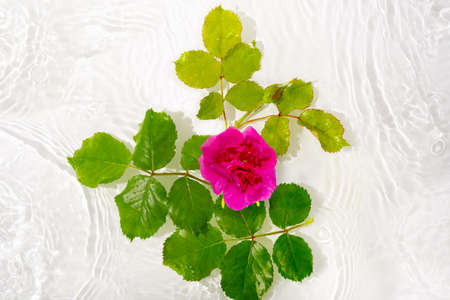 Beautiful rose petals macro with drop floating on surface of the water close up. It can be used as background. Flat lay, top view, copy space concept.の写真素材