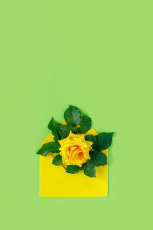 Bouquet of yellow roses in envelope on green background. Minimalistic concept for spring holidays. Photo banner with copy space.の写真素材