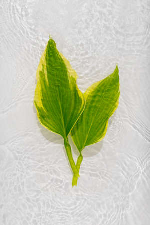 Green leaves hosts on blue water background close-up. White texture surface with rings and ripple....