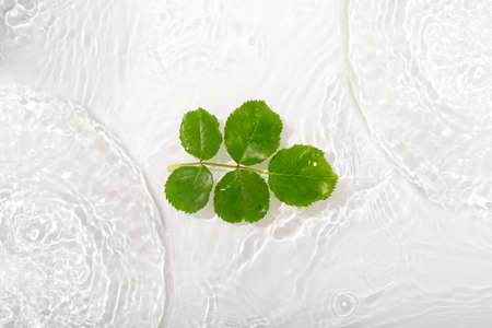 Green leaves roses on blue water background close-up. White texture surface with rings and ripple....