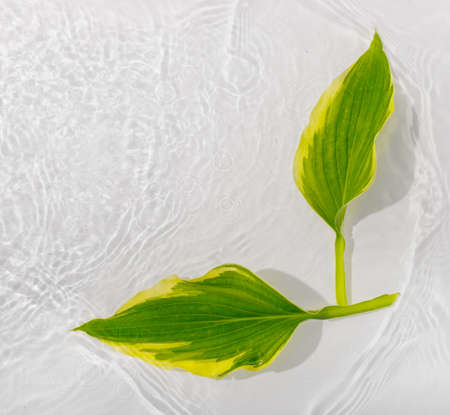 Water banner background with leaves hosts. White water texture, surface with rings and ripple. Spa concept background. Flat lay, top view, copy space, composition with copy-space.の写真素材