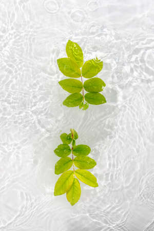 Green leaves macro with drop floating on surface of the water close up. It can be used as background. Flat lay, top view, copy space concept.の写真素材