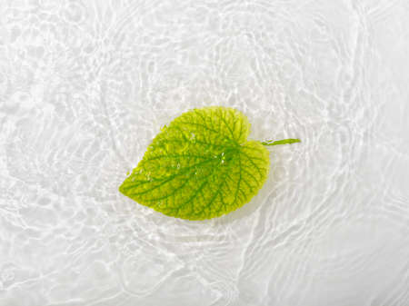 Green leaves roses on blue water background close-up. White texture surface with rings and ripple. Flat lay, top view, copy space, composition with copy-space. water drop. for designの写真素材