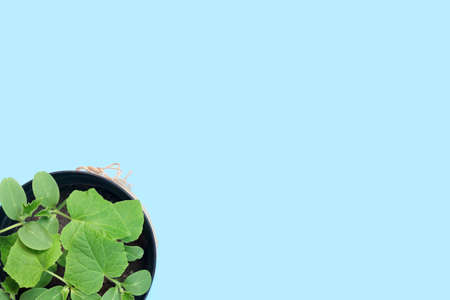 Growing plants in early spring in the greenhouse. Pumpkin and cucumber seedlings in pots. Flat lay,...