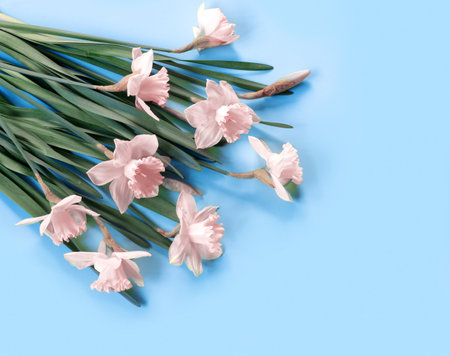 Set of beautiful pink daffodils lie on blue background. Flat lay Top view with copy space for your textの写真素材