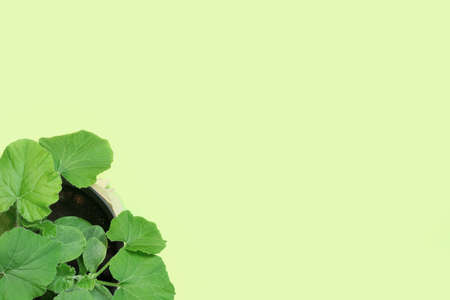 Growing plants in early spring in the greenhouse. Pumpkin and cucumber seedlings in pots. Flat lay, top view, copy space for text.の写真素材