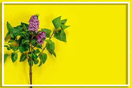 Creative layout made with lilacs flowers. Yellow minimal nature love background. Flat lay creative...