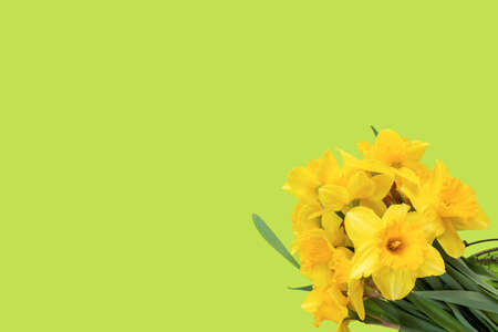 Set of beautiful yellow daffodils lie on green background. Flat lay Top view with copy space for your text. Banner for congratulations. concept design.の写真素材