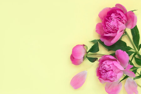 Bouquet of beautiful pink peonies on yellow paper background. creative spring concept. Greeting card for the holiday. Flat lay, top view with copy space for text.の写真素材