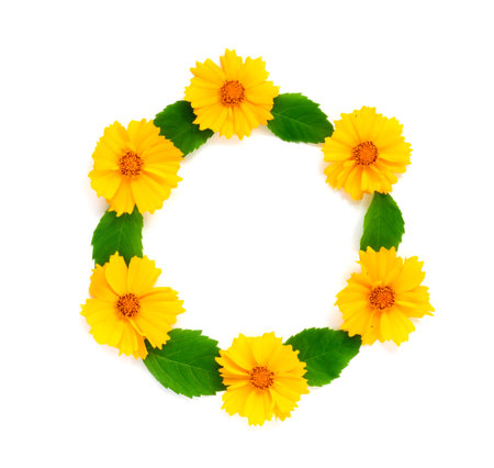 Garland of beautiful yellow coreopsis on white isolated background. Creative floral wreath. Greeting card for the holiday. Flat lay, top view concept with copy space for text.の写真素材