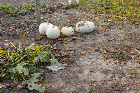 Harvest large ripe pumpkins in October on the garden. Autumn sunset sunの写真素材
