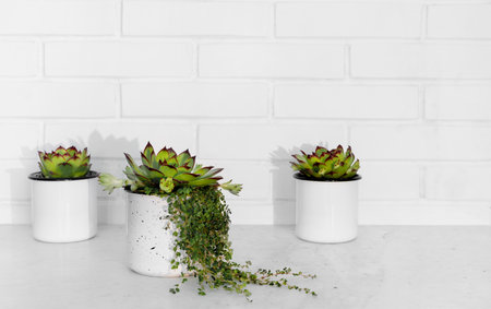 Evergreen succulents in small flower pots against white brick wall. Home interior. Life style.の写真素材