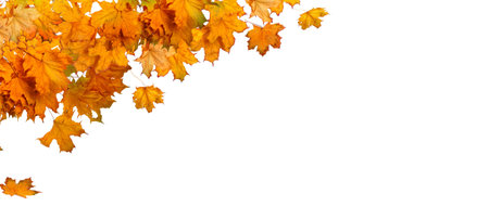 Orange autumnal branch of tree on white isolated backgroundの写真素材