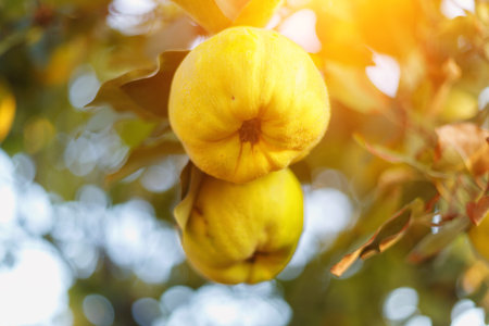 Fresh ripe quince fruits on branch against the sky and foliageの写真素材