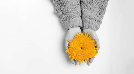 Orange summer flower in womans hands on a white backgroundの写真素材