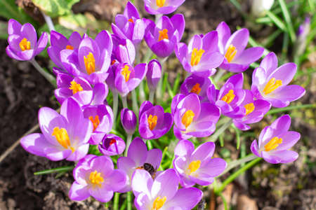 View of blooming spring flowers crocus growing in wildlife. Purple crocus growing.