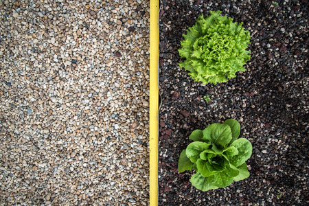 Fresh vegetable in a roof gardenの写真素材