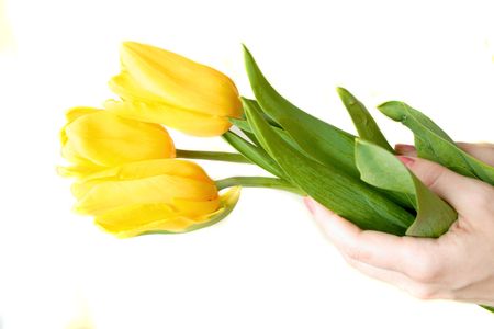 Yellow tulips in the handsの写真素材