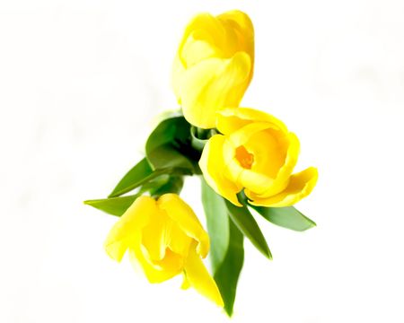 Yellow tulips の写真素材