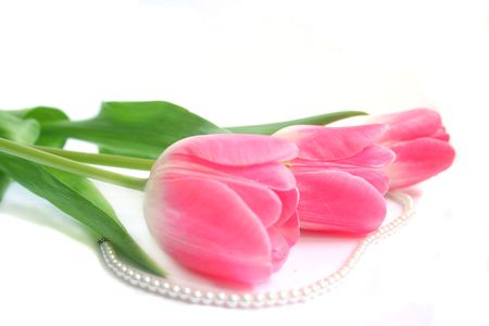 Pink tulips and pearl necklace. の写真素材
