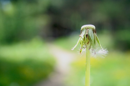Flown dandelion in shallow grass field background. Photo taken on 7th August.の写真素材
