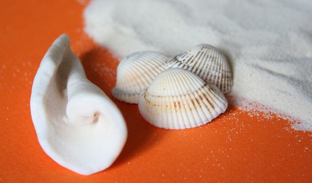 Sand background with sea shell.の写真素材